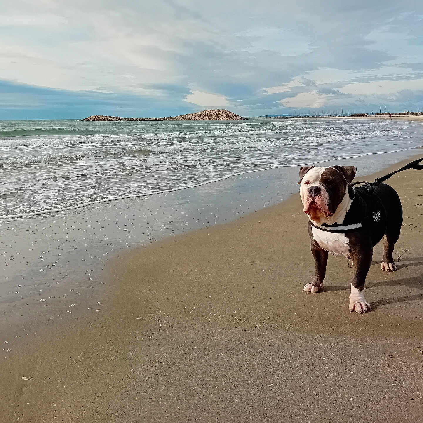Marley a rejoint le concours — aidez-le/la à gagner de superbes lots ! animal, beach, bostonbull, boxer, bulldog, canine, coast, dog, frenchbulldog, hound, leash, nature, outdoors, pet, pitbull, puppy, sea, seawaves, shoreline, water
