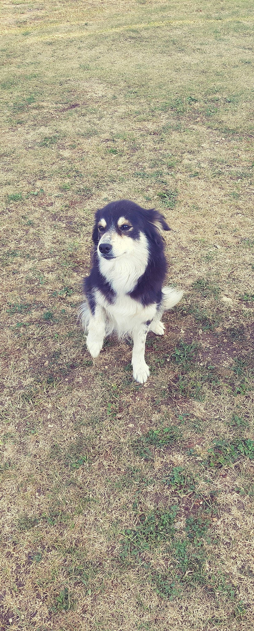 Foxie a rejoint le concours — aidez-le/la à gagner de superbes lots ! australian_shepherd, border_collie, canidae, carnivore, dog, dog_breed, english_shepherd, herding_dog, mammal, miniature_australian_shepherd, rare_breed_dog, siberian_husky, sporting_group, tail, tornjak, vertebrate, working_dog