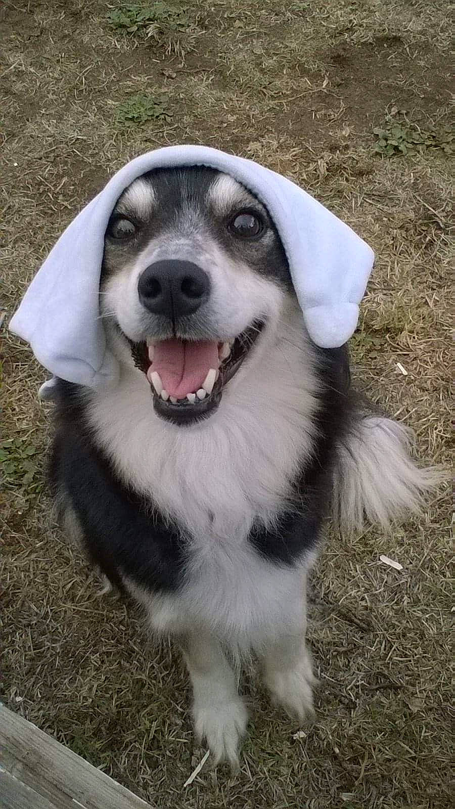 Foxie participe au concours pour gagner de l'argent avec cette photo : alaskan_malamute, ancient_dog_breeds, canidae, carnivore, companion_dog, dog, dog_breed, labrador_husky, mammal, puppy, rare_breed_dog, siberian_husky, sled_dog, snout, sporting_group, working_dog