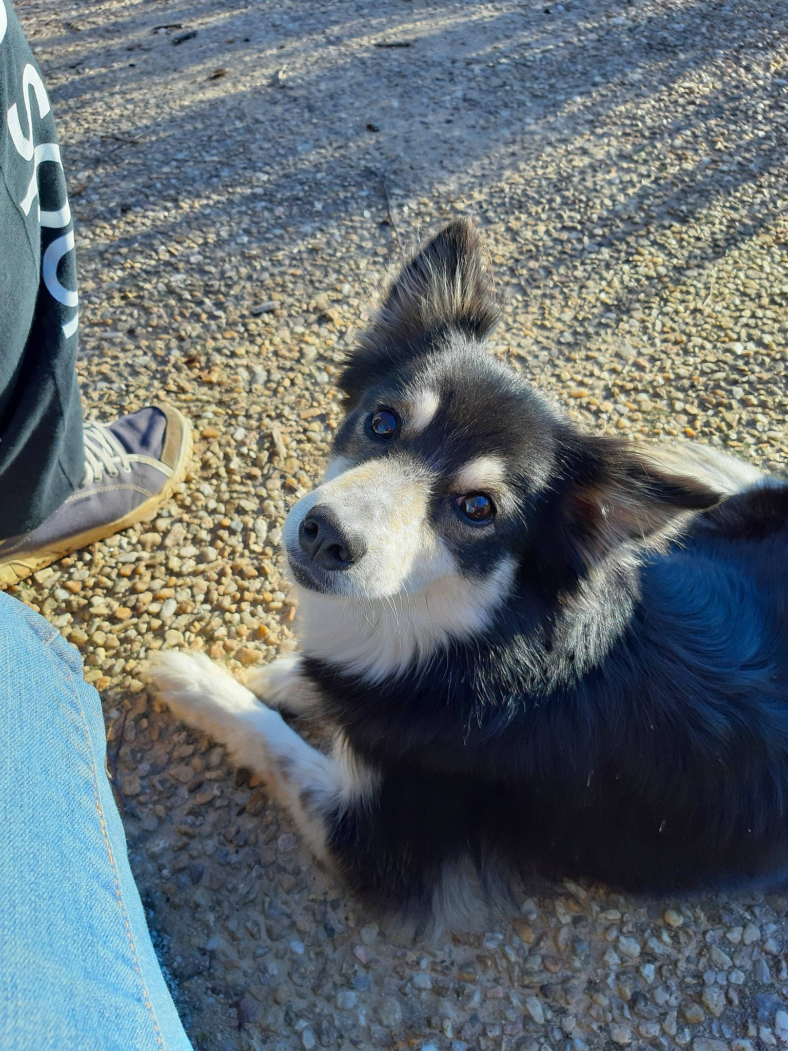 Foxie a rejoint le concours — aidez-le/la à gagner de superbes lots ! alaskan_klee_kai, alaskan_malamute, canidae, carnivore, dog, dog_breed, finnish_lapphund, lapponian_herder, mammal, native_american_indian_dog, siberian_husky, sled_dog, snout, sporting_group, vertebrate