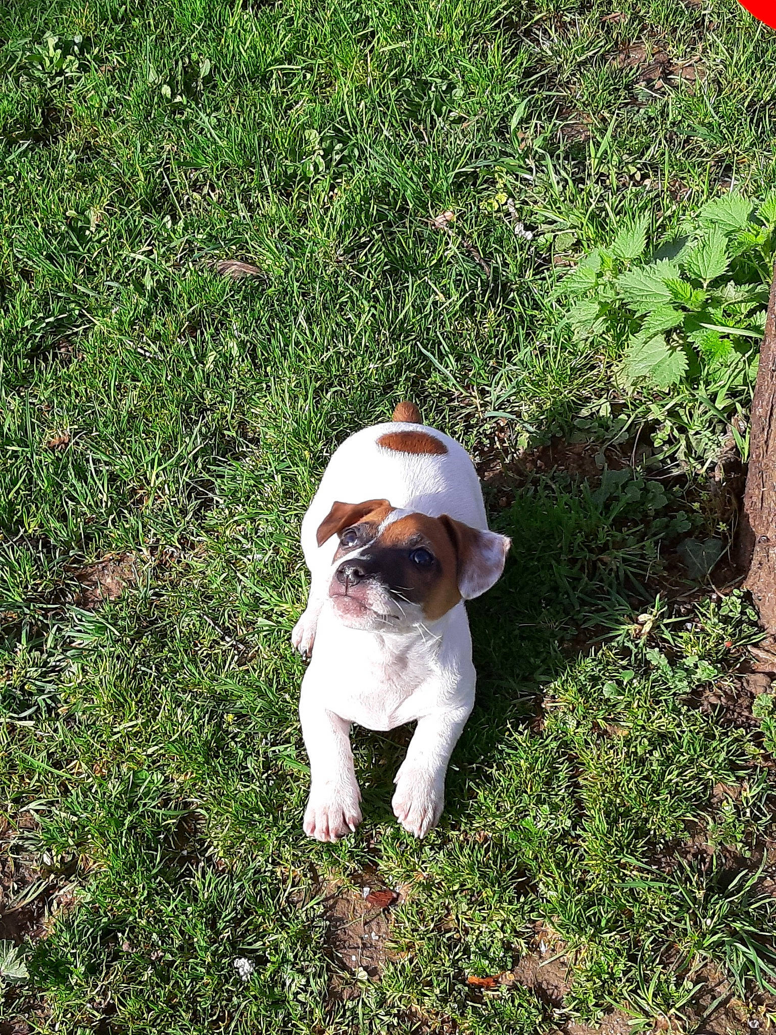 Looping participe au concours pour gagner de l'argent avec cette photo : canidae, carnivore, companion_dog, danish_swedish_farmdog, dog, dog_breed, grass, mammal, plant, pointer, puggle, puppy, sporting_group, tail