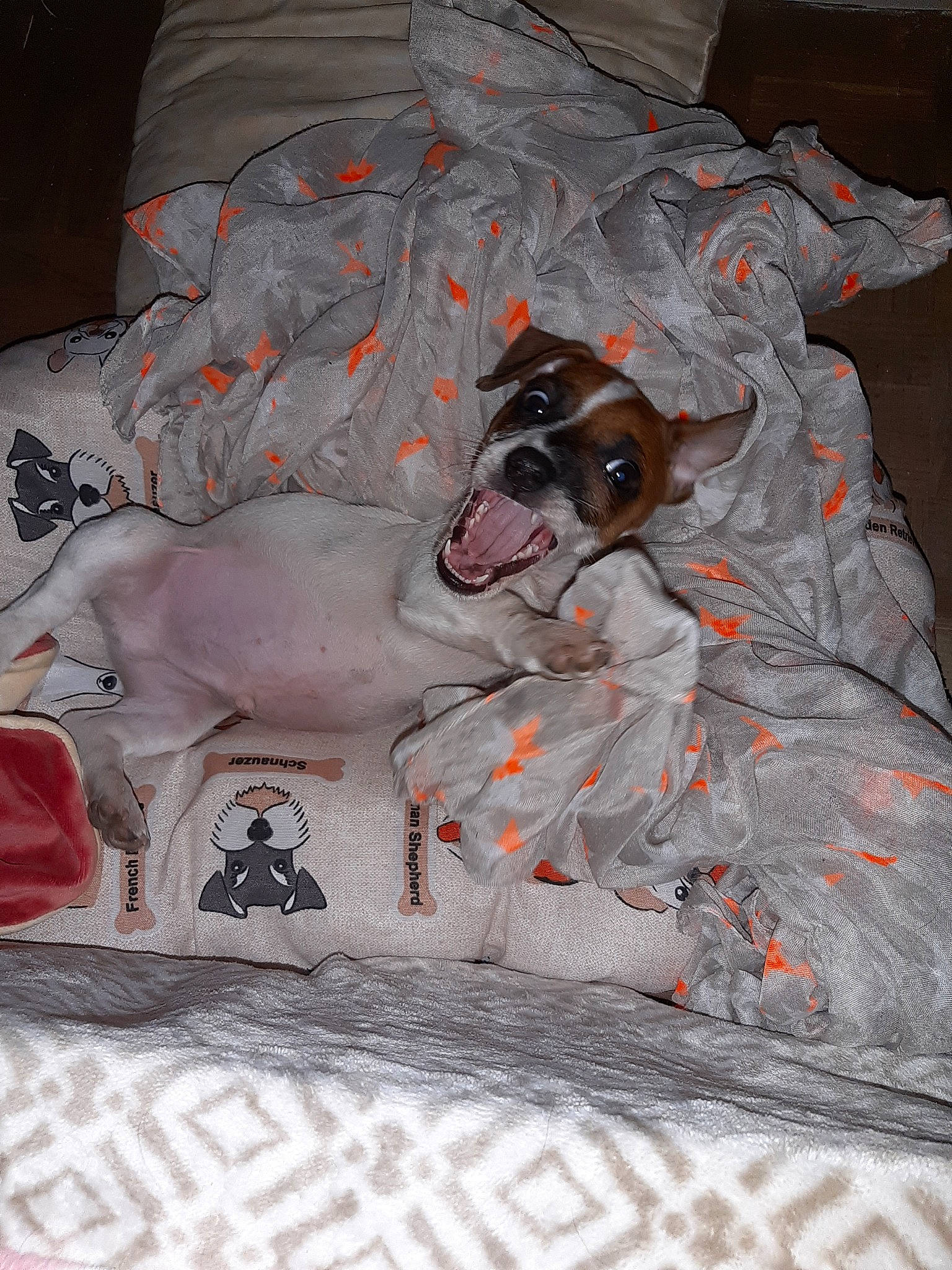 Looping participe au concours pour gagner de l'argent avec cette photo : canidae, carnivore, dog, dog_breed, fawn, non_sporting_group, pointer, snout, sporting_group