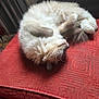 Crystal is registered to the contest to win money with this photo: cat, fluffy, sleeping, cushion, red, indoor, pet, fur, cozy, relaxed, animal, whiskers, paws, tail, resting, domestic, cute, feline, soft, comfort
