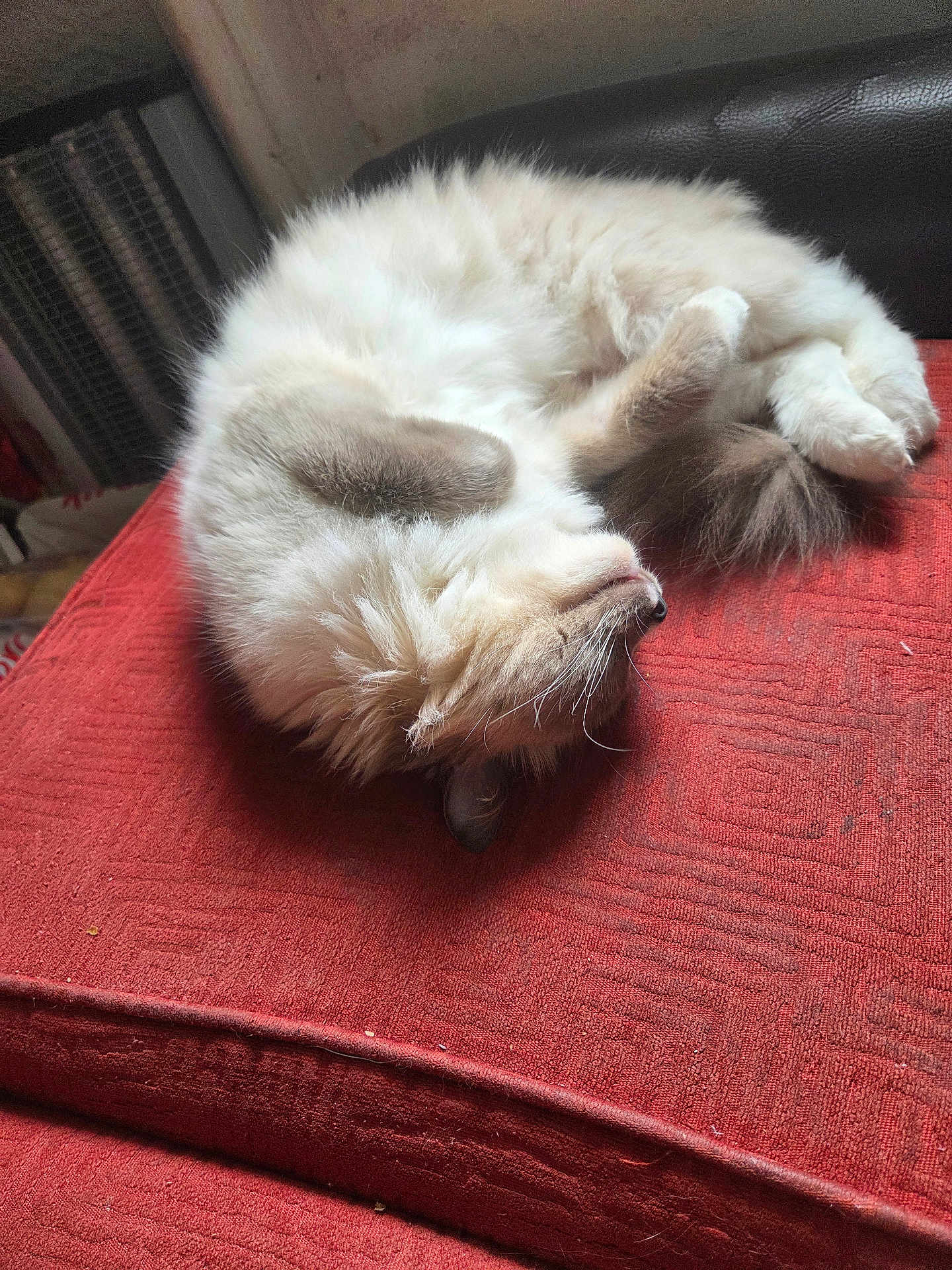 Crystal is registered to the contest to win money with this photo: cat, fluffy, sleeping, cushion, red, indoor, pet, fur, cozy, relaxed, animal, whiskers, paws, tail, resting, domestic, cute, feline, soft, comfort