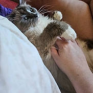 Crystal joined the competition — help win amazing prizes! cat, pet, hand, furry, indoor, relaxing, white, gray, whiskers, fur, paw, bed, blanket, human, comfort, cute, animal, domestic, resting, cozy