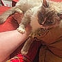 Crystal joined the competition — help win amazing prizes! cat, blue_eyes, fluffy, paw, leg, person, couch, pillow, red, brown, fur, indoor, relaxing, cozy, comfort, home, closeup, whiskers, claws, resting