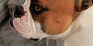 Hinna joined the competition — help win amazing prizes! dog, bulldog, pet, indoor, close_up, side_profile, brown, white, fur, animal, living_room, carpet, fireplace, furniture, cute, domestic, mammal, expression, snout, ears