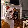 dog, bulldog, indoor, living_room, fireplace, wood_floor, crate, blanket, television, pet, animal, face, ears, fur, canine, home, furniture, table, curious, cute
