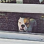 dog, bulldog, window, screen, pet, animal, indoor, face, white, brown, closeup, looking, expression, furry, companion, canine, portrait, curious, domestic, snout