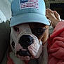 bulldog, dog, cap, hat, indoor, blanket, feet, relaxing, pet, canine, closeup, portrait, living_room, cozy, companion, cute, animal, resting, casual, comfort