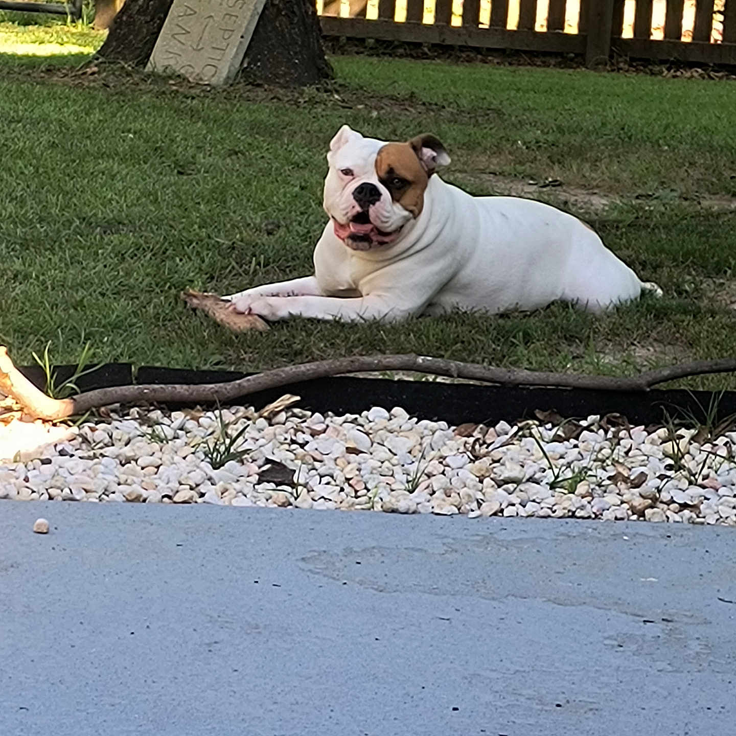 Hinna is registered to the contest to win money with this photo: animal, brown, bulldog, canine, dog, fence, grass, nature, outdoor, pet, relaxed, resting, rock_garden, stick, stone_marker, summer, sunlight, tree, white, yard