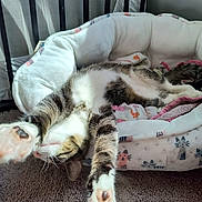 Denozo is registered to the contest to win money with this photo: cat, tabby, pet_bed, stretching, paws, sunlight, indoor, cozy, soft_fur, pink_paw_pads, carpet, relaxing, cute, sleepy, feline, bedroom, resting, animal, paw, comfort