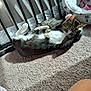 Denozo is registered to the contest to win money with this photo: cat, cats, playing, carpet, indoor, sunlight, shadow, pet_bed, feline, paw, fur, striped_cat, black_and_white_cat, relaxing, cozy, home, animal, pet, resting, cute