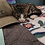 Denozo is registered to the contest to win money with this photo: cat, tabby_cat, resting, bed, blanket, hat, baseball_cap, quilt, indoor, feline, pet, fur, striped, paw, nose, cozy, sleepy, comfort, animal, closeup