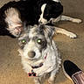 dog, carpet, indoor, stuffed_animal, elephant_toy, shoe, jeans, pet, animal, black_and_white_dog, small_dog, medium_dog, collar, tag, flash, green_eyes, relaxed, home, floor, cute