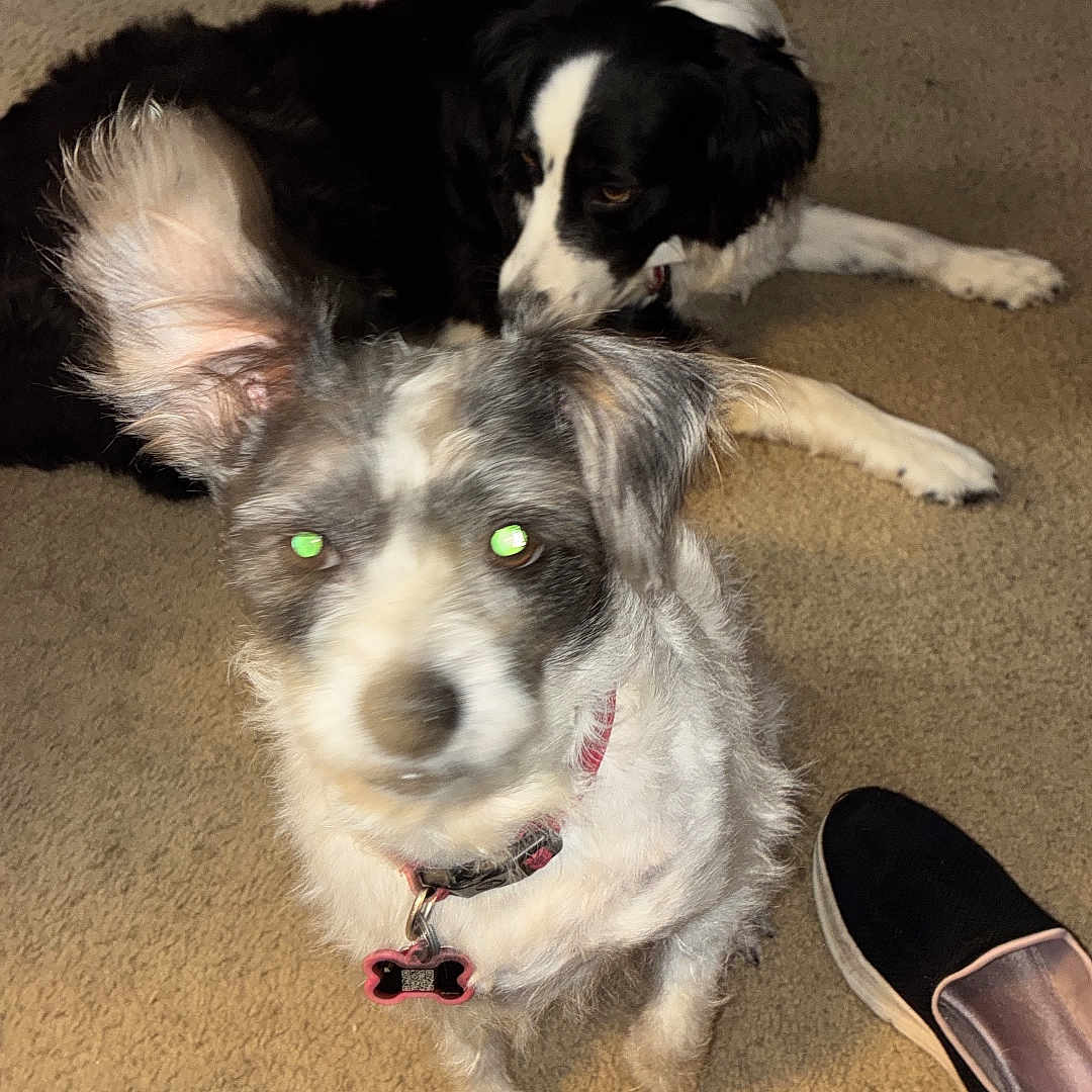 Willow joined the competition — help win amazing prizes! dog, carpet, indoor, stuffed_animal, elephant_toy, shoe, jeans, pet, animal, black_and_white_dog, small_dog, medium_dog, collar, tag, flash, green_eyes, relaxed, home, floor, cute