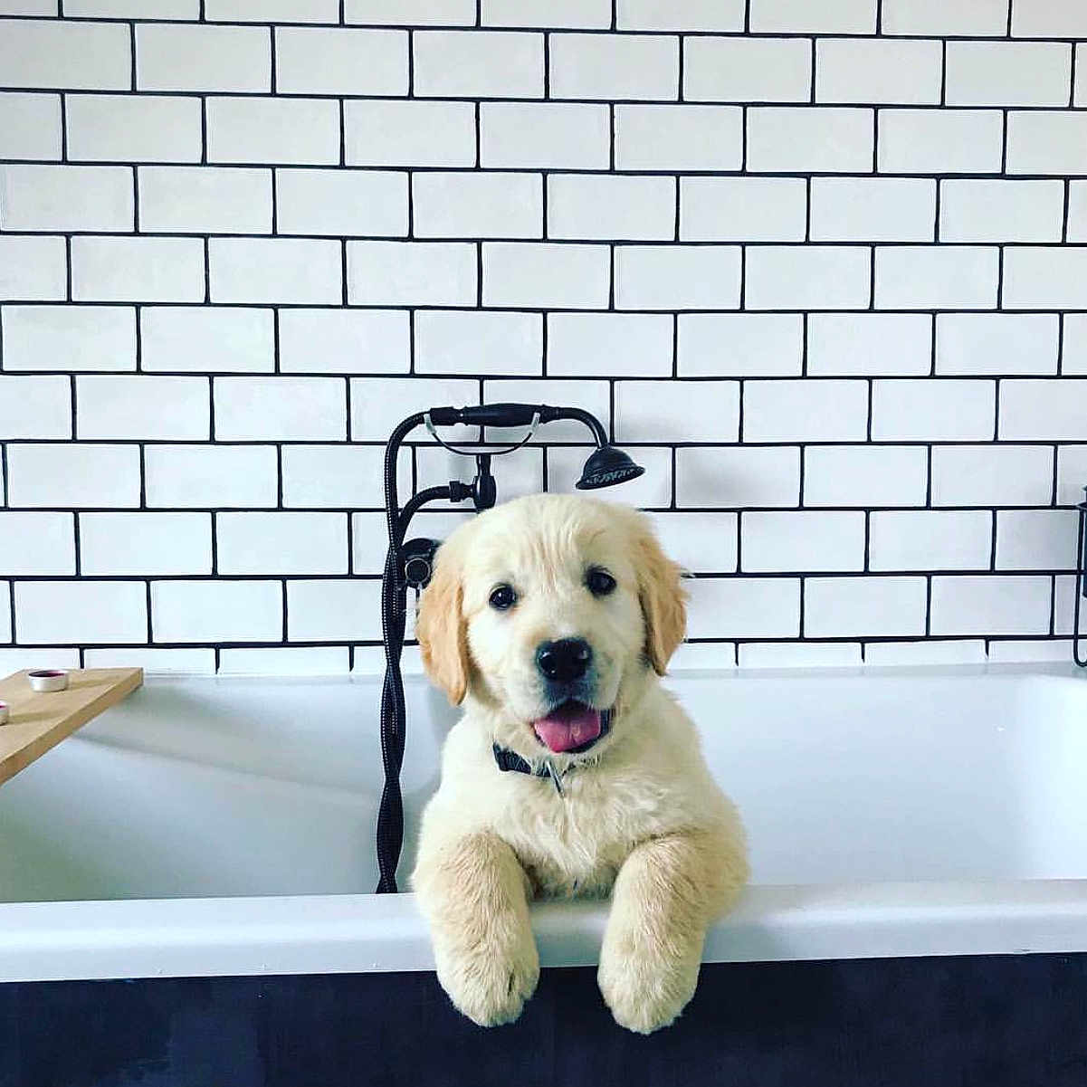 Roméo a rejoint le concours — aidez-le/la à gagner de superbes lots ! animal, architecture, bathing, bathroom, bathtub, building, canine, dog, goldenretriever, indoors, interiordesign, labradorretriever, person, pet, puppy, room, sink, tile, tub, wall