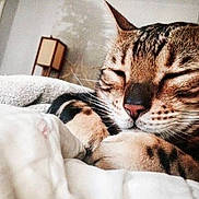 Biscuit is registered to the contest to win money with this photo: