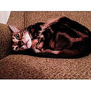 Biscuit is registered to the contest to win money with this photo: