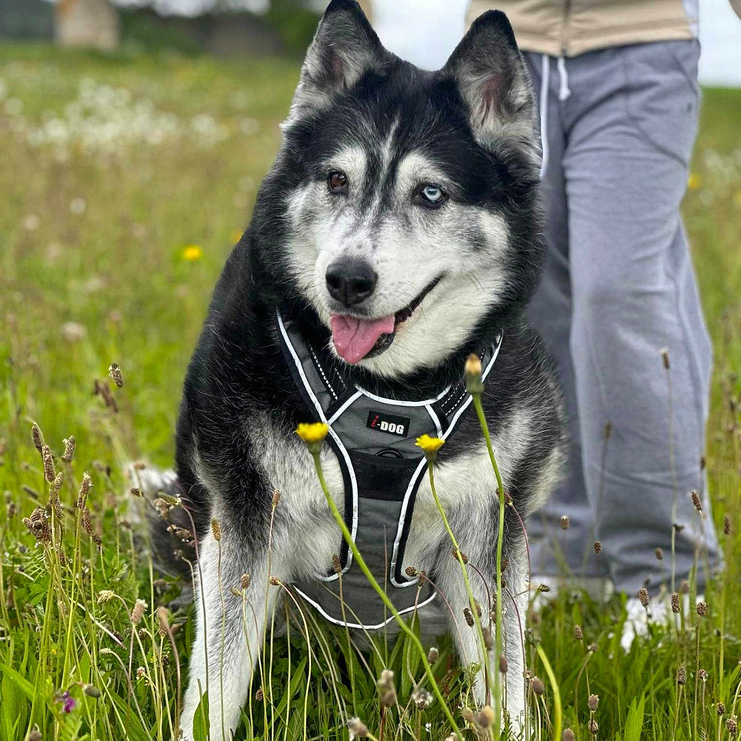 Ianca a rejoint le concours — aidez-le/la à gagner de superbes lots ! animal, canine, clothing, dog, eskimodog, grass, husky, nature, outdoors, pants, person, pet, plant, policedog, puppy, snow, walkingdog