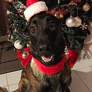 Toscane participe au concours pour gagner de l'argent avec cette photo : dog, christmas_tree, holiday, festive, santa_hat, red_collar, pet, indoor, smiling, canine, decorations, ornaments, celebration, happy, brown_fur, tile_floor, festivity, seasonal, christmas, cheerful