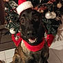 dog, christmas_tree, holiday, festive, santa_hat, red_collar, pet, indoor, smiling, canine, decorations, ornaments, celebration, happy, brown_fur, tile_floor, festivity, seasonal, christmas, cheerful