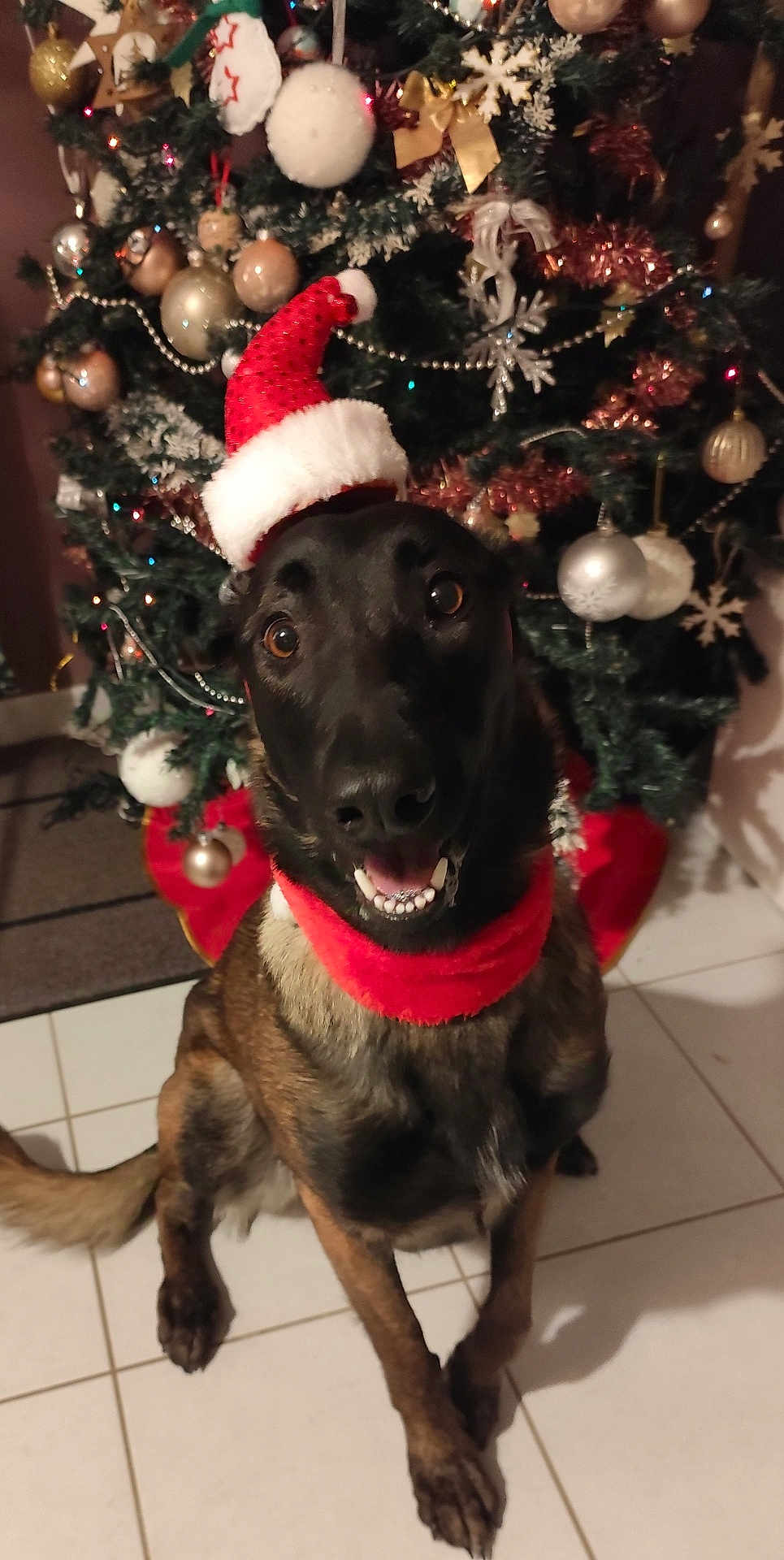 Toscane participe au concours pour gagner de l'argent avec cette photo : dog, christmas_tree, holiday, festive, santa_hat, red_collar, pet, indoor, smiling, canine, decorations, ornaments, celebration, happy, brown_fur, tile_floor, festivity, seasonal, christmas, cheerful