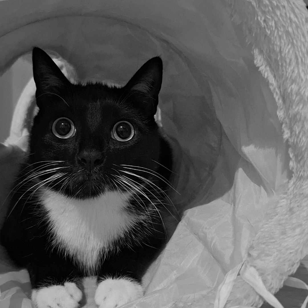 Oreo a rejoint le concours — aidez-le/la à gagner de superbes lots ! abyssinian, animal, bed, blackcat, cat, cradle, cream, crib, dessert, face, food, furniture, head, icing, kitten, manx, person, pet, siamese, sphere