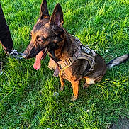 Guns a rejoint le concours — aidez-le/la à gagner de superbes lots ! dog, canine, grass, outdoor, pet, animal, harness, tongue_out, sitting, ears_up, sunlight, greenery, field, person_leg, shoe, casual_clothing, nature, happy, alert, daylight