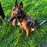 dog, canine, grass, outdoor, pet, animal, harness, tongue_out, sitting, ears_up, sunlight, greenery, field, person_leg, shoe, casual_clothing, nature, happy, alert, daylight