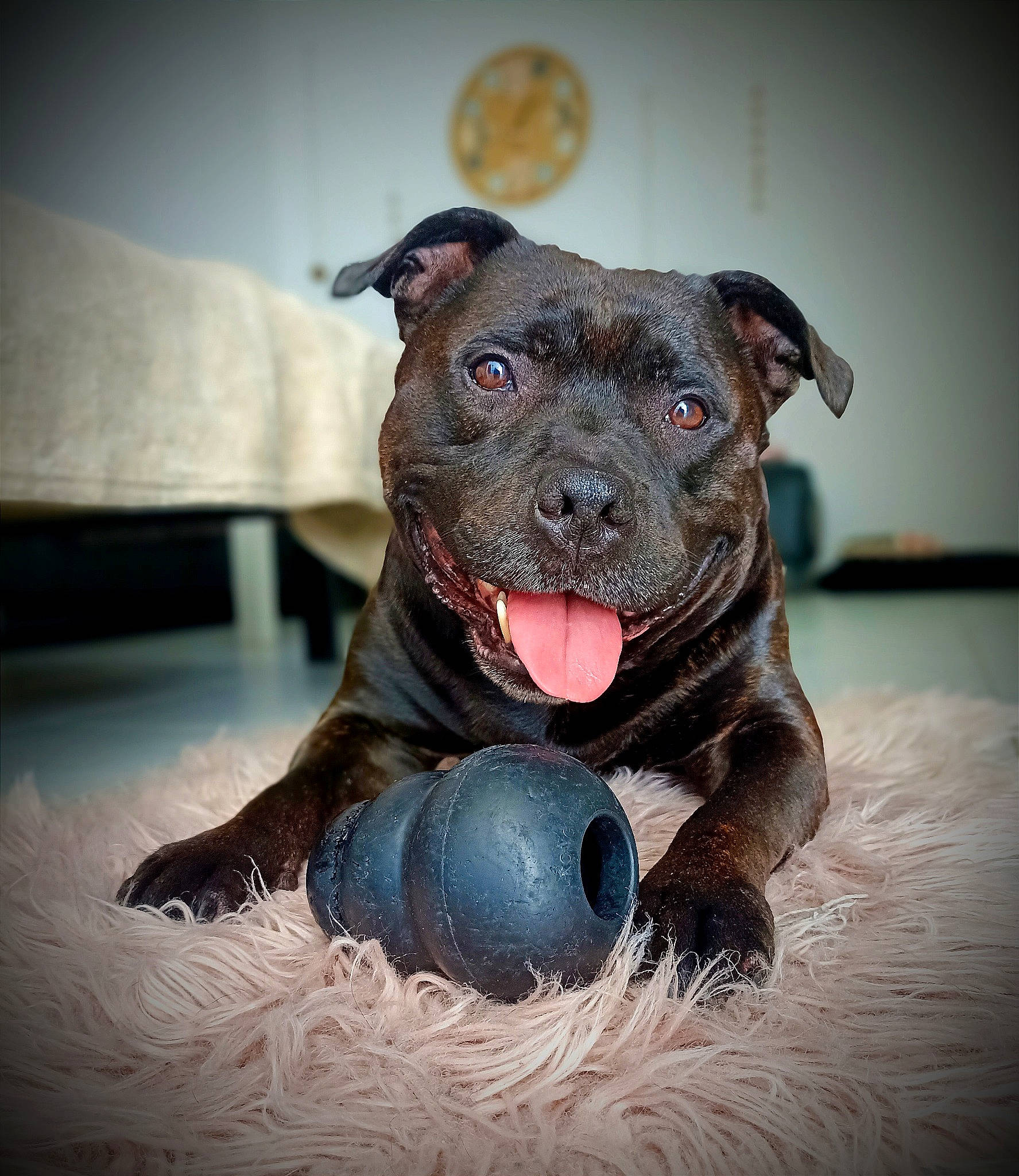 Biggy participe au concours pour gagner de l'argent avec cette photo : ball, canidae, carnivore, companion_dog, dog, dog_breed, dog_collar, dog_supply, fawn, guard_dog, paw, pet_supply, snout, sporting_group, terrestrial_animal, toy, toy_dog, whiskers, working_animal, working_dog