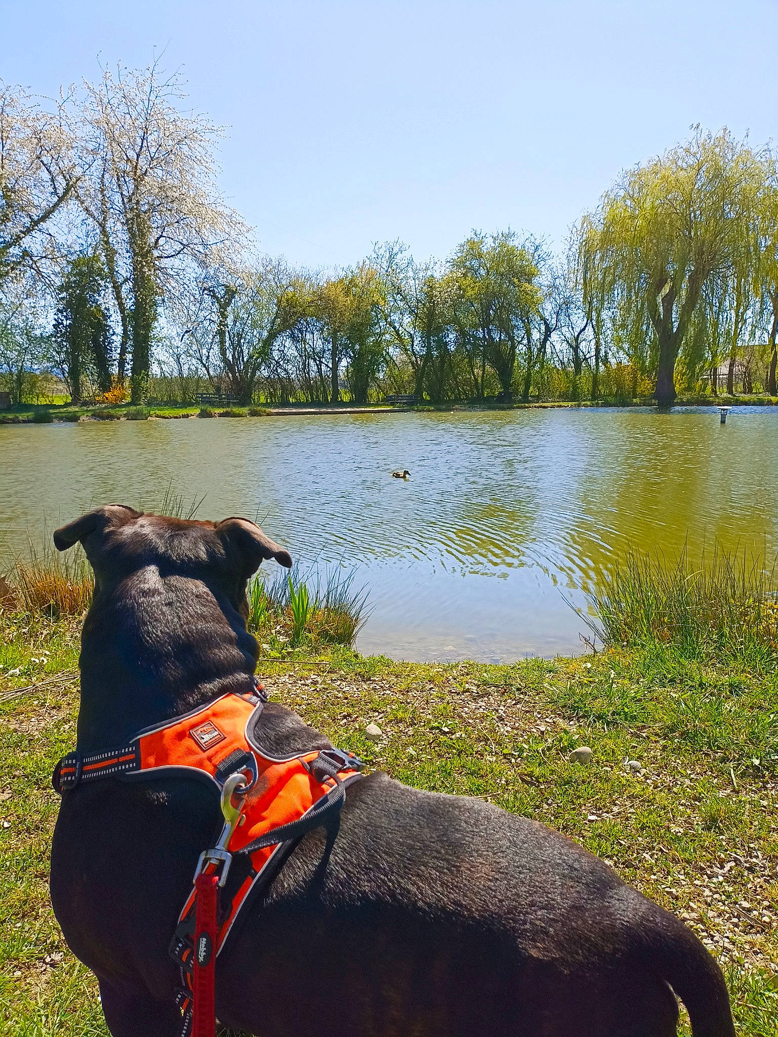 Biggy a rejoint le concours — aidez-le/la à gagner de superbes lots ! carnivore, collar, companion_dog, dog, dog_breed, dog_collar, fawn, grass, grassland, lacustrine_plain, lake, landscape, natural_landscape, pet_supply, plant, sky, tree, water, wildlife, working_animal
