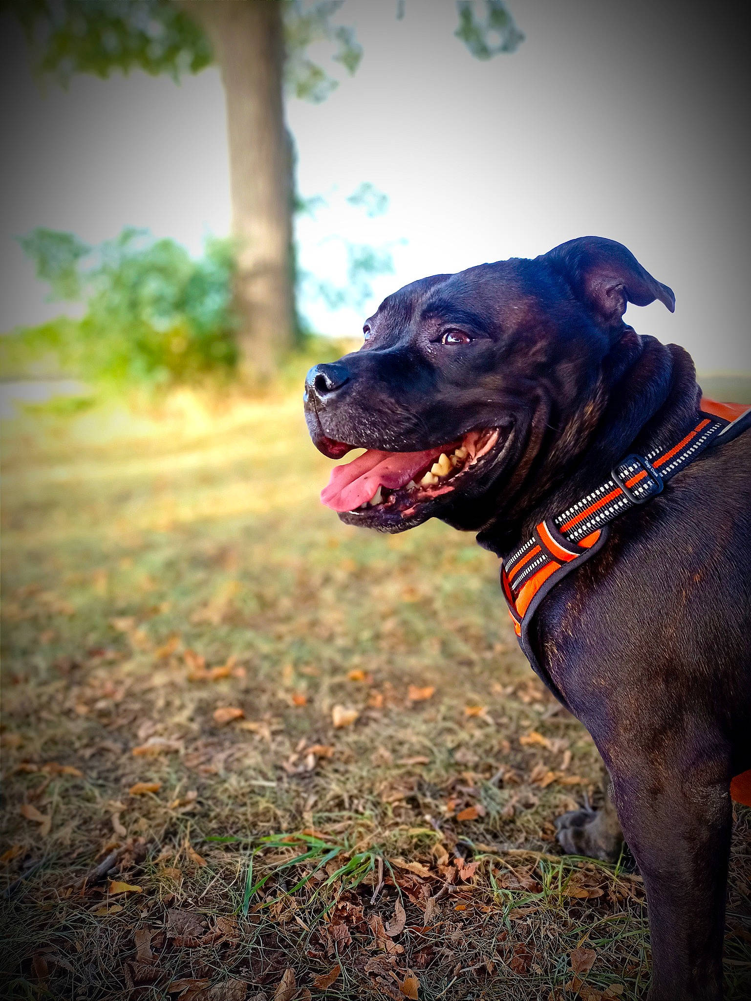 Biggy participe au concours pour gagner de l'argent avec cette photo : canidae, carnivore, collar, companion_dog, dog, dog_breed, dog_collar, fawn, flash_photography, grass, guard_dog, personal_protective_equipment, pet_supply, plant, sky, snout, sporting_group, tints_and_shades, tree, working_animal