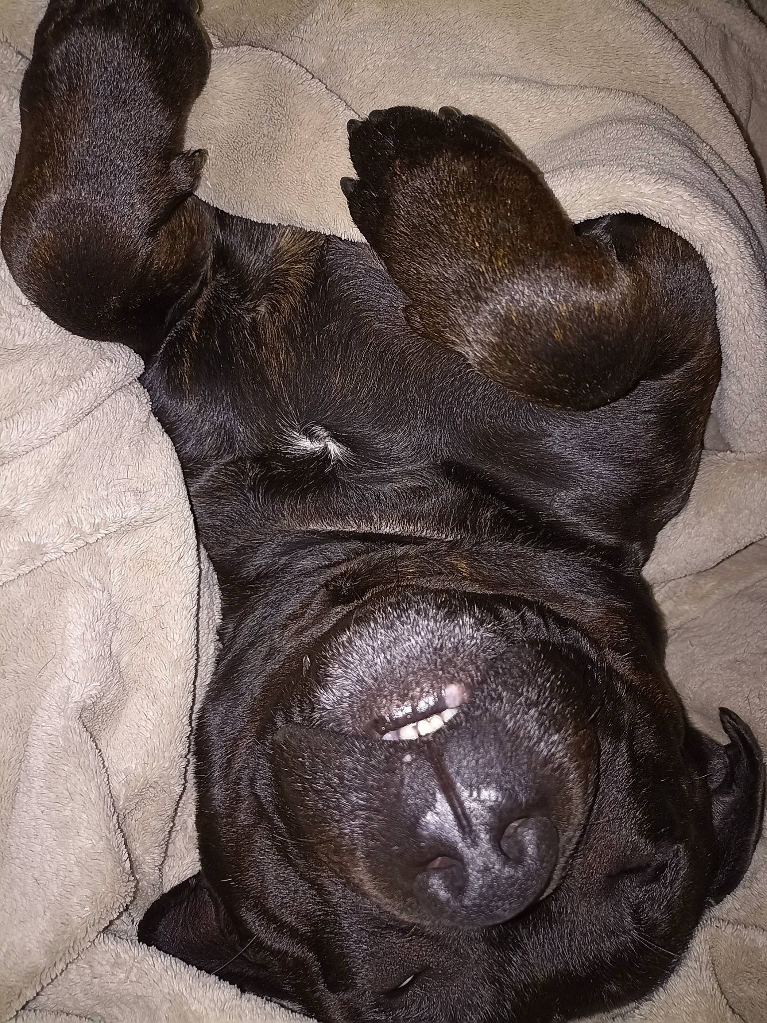 Biggy participe au concours pour gagner de l'argent avec cette photo : art, artifact, comfort, dog_breed, drawing, foot, gesture, grey, human_leg, illustration, monochrome, monochrome_photography, personal_protective_equipment, sculpture, snout, still_life_photography, terrestrial_animal, visual_arts, working_animal, wrinkle