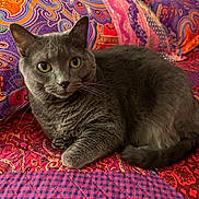 Kathy Jo Searfoss joined the competition — help win amazing prizes! animal, bed, cat, closeup, colorful, cute, ears, fabric, feline, fur, gray_cat, indoor, patterned, pet, portrait, quilt, relaxed, resting, tail, whiskers