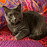 animal, bed, cat, closeup, colorful, cute, ears, fabric, feline, fur, gray_cat, indoor, patterned, pet, portrait, quilt, relaxed, resting, tail, whiskers