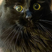 Stormi joined the competition — help win amazing prizes! animal, black_cat, carpet, cat, close_up, curious, cute, domestic_animal, ears, feline, fluffy_fur, fur, indoor, looking_up, mammal, pet, portrait, soft_light, whiskers, yellow_eyes