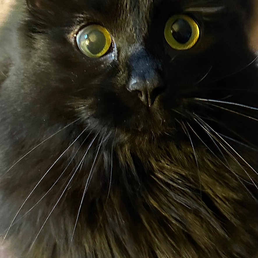 Stormi