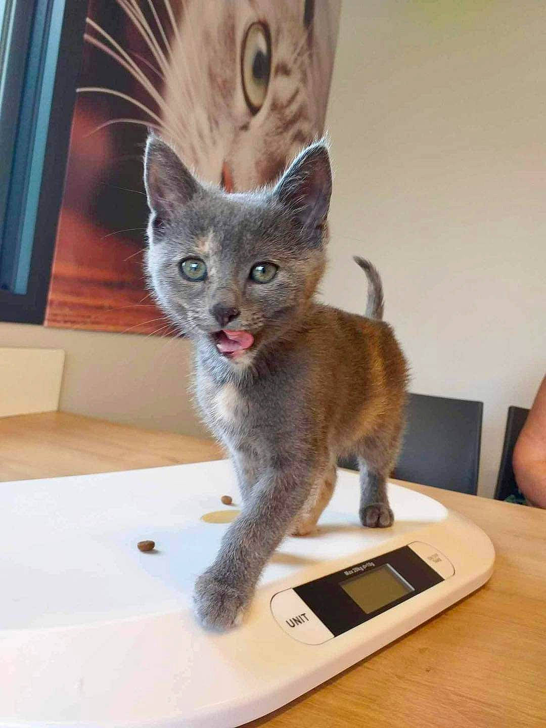 Nina a rejoint le concours — aidez-le/la à gagner de superbes lots ! carnivore, cat, claw, comfort, communication_device, domestic_short_haired_cat, fawn, felidae, fur, grey, paw, russian_blue, small_to_medium_sized_cats, snout, tablet_computer, tail, terrestrial_animal, whiskers, window, wood