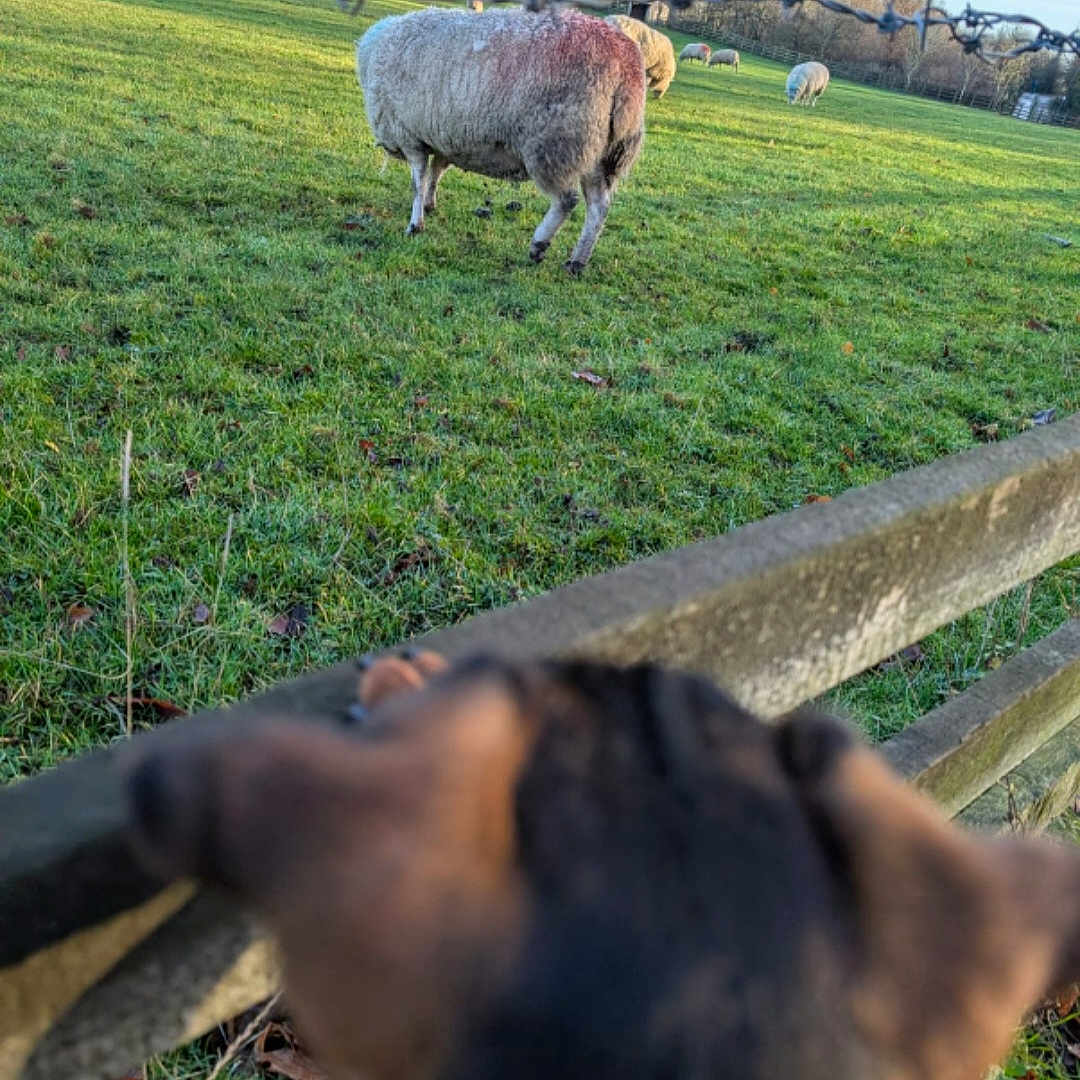 Stan joined the competition — help win amazing prizes! animal, background, blurred, curious, daylight, dog, farm, fence, field, foreground, grass, grazing, greenery, nature, outdoor, pasture, rural, sheep, sky, wool