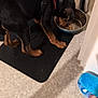 dog, puppy, black_dog, brown_paws, harness, eating, food_bowl, mat, floor, plush_toy, indoor, kitchen, pet, animal, canine, feeding, domestic, small_dog, toy, corner
