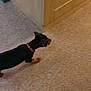 dog, indoor, carpet, black_dog, brown_paws, red_collar, walking, wooden_cabinet, pet, animal, floor, side_view, small_dog, domestic, canine, house, furniture, motion, companion, cute