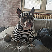 Isis participe au concours pour gagner de l'argent avec cette photo : animal, ball_and_chain, black_dog, brick_wall, canine, chain, costume, couch, dog, domestic, expression, funny, furniture, indoor, pet, prisoner_outfit, resting, seated, striped_clothing, window