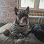 animal, ball_and_chain, black_dog, brick_wall, canine, chain, costume, couch, dog, domestic, expression, funny, furniture, indoor, pet, prisoner_outfit, resting, seated, striped_clothing, window