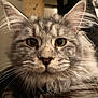 cat, fluffy, gray_cat, close_up, whiskers, yellow_eyes, ears, fur, pet, animal, indoor, portrait, cute, feline, looking_at_camera, muzzle, long_hair, face, domestic_cat, curious