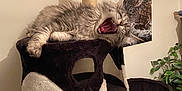 Winry participe au concours pour gagner de l'argent avec cette photo : cat, yawning, cat_tree, fluffy, indoor, poster, plant, furniture, cozy, gray_cat, pet, relaxed, animal, home, scratching_post, wall, sleepy, tongue, fur, claws