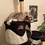 cat, yawning, cat_tree, fluffy, indoor, poster, plant, furniture, cozy, gray_cat, pet, relaxed, animal, home, scratching_post, wall, sleepy, tongue, fur, claws