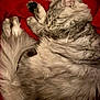 cat, sleeping, fluffy, tabby, fur, pet, animal, cozy, relaxed, red_blanket, whiskers, paw, cute, domestic_cat, feline, soft, resting, indoor, close_up, peaceful