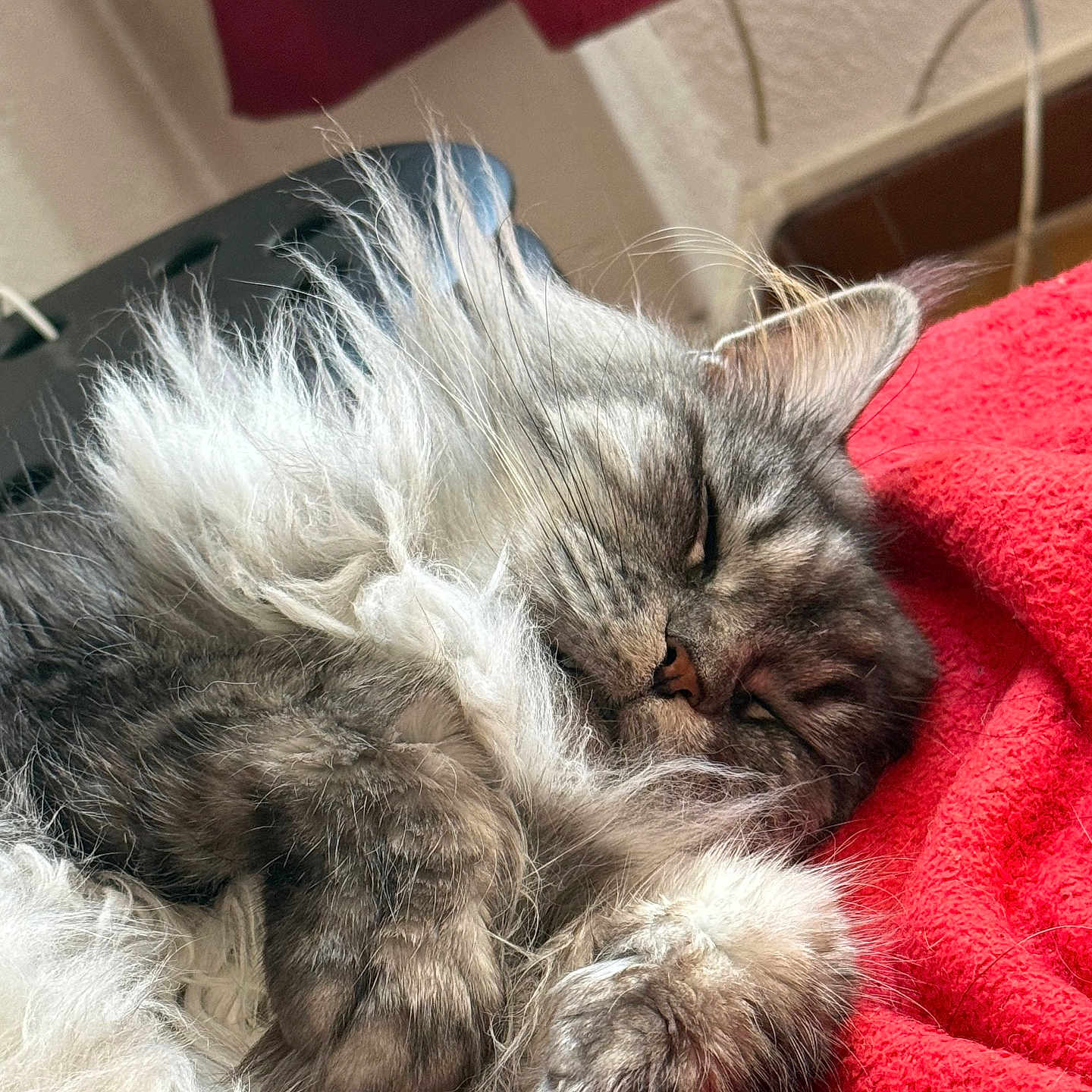 Winry a rejoint le concours — aidez-le/la à gagner de superbes lots ! animal, blanket, cat, closeup, cozy, cute, domestic, fluffy, fur, gray, indoor, mammal, nap, paw, pet, red, relaxed, resting, sleeping, whiskers
