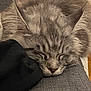 cat, sleeping, fluffy, grey, pet, feline, resting, closeup, indoor, cozy, fur, whiskers, ears, cute, animal, nap, soft, comfort, relaxed, domestic